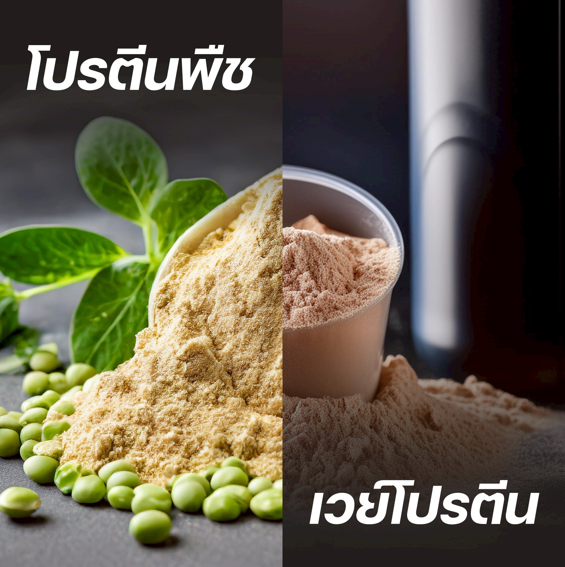 โปรตีนพืช vs เวย์โปรตีน