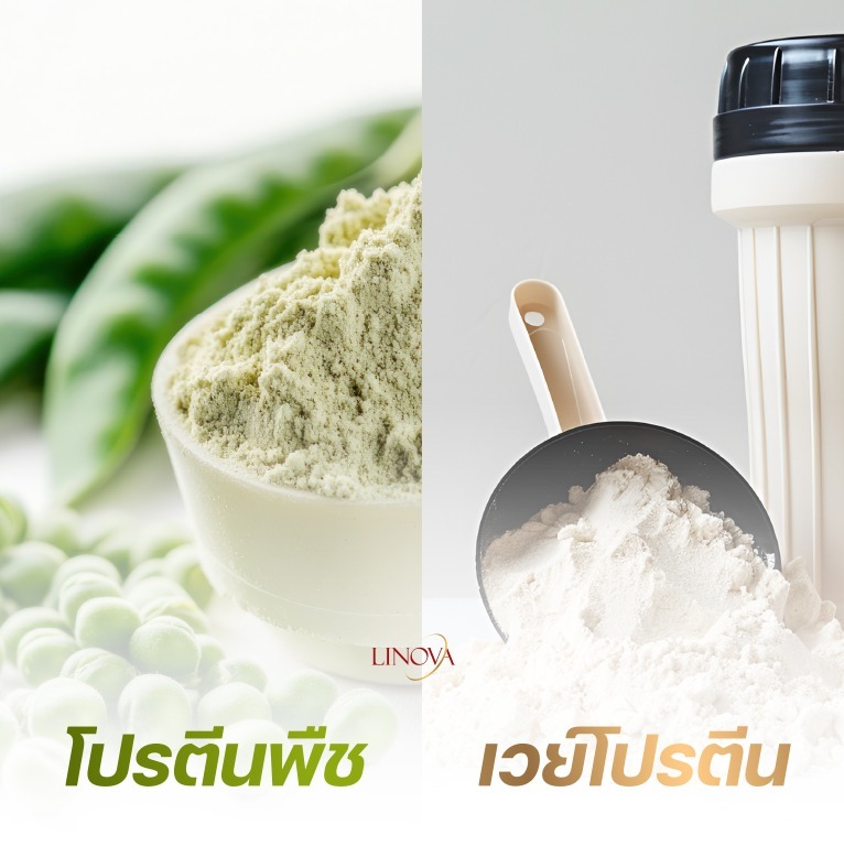 โปรตีนพืช vs เวย์